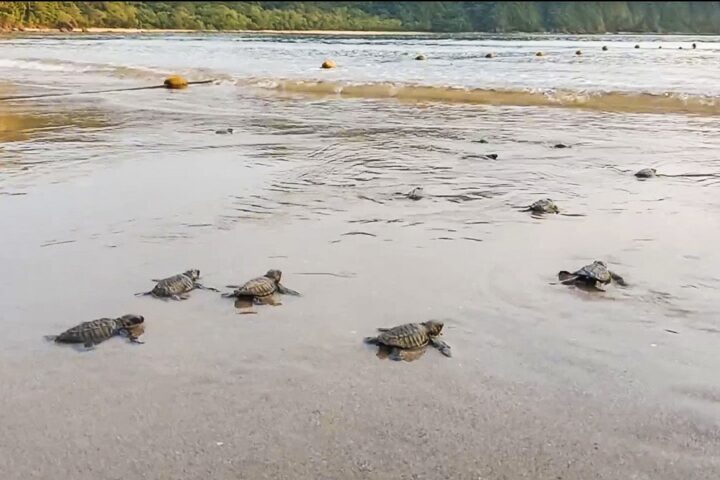 138 Olive Ridley hatchlings released at Pico de Loro Cove