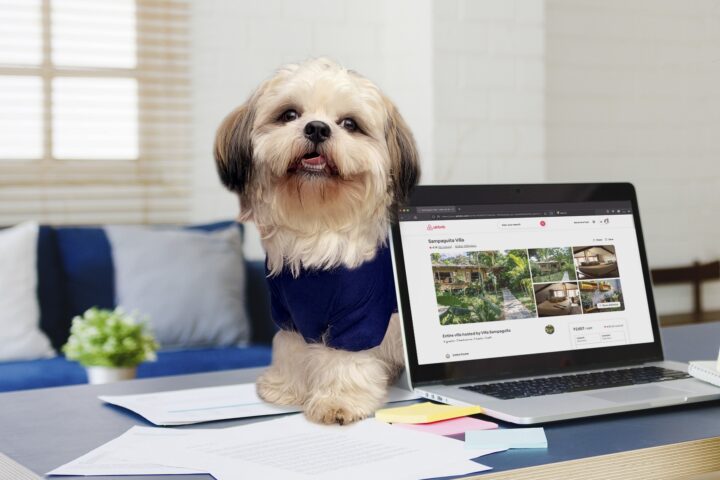 PH’s Most Famous Smiling Dog Luffy B Unveils Wishlist of Pet-friendly Airbnb Stays