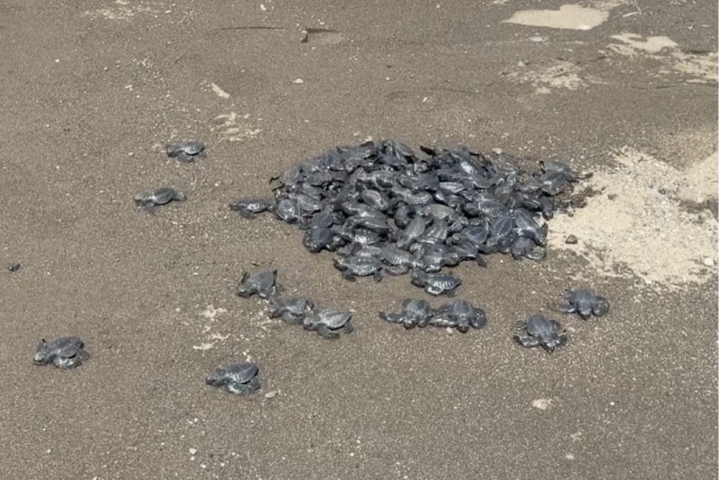 Chevron Batangas Terminal Supports Sea Turtle Hatching and Population Growth