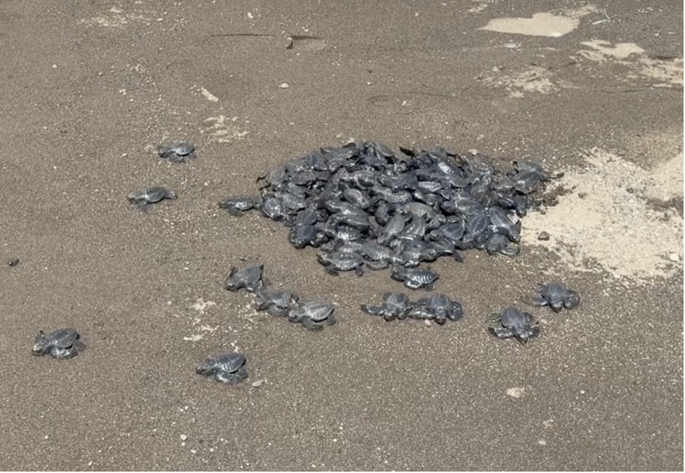 Chevron Batangas Terminal Supports Sea Turtle Hatching and Population Growth